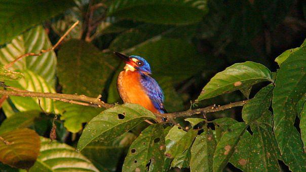 kingfisher-kinabatangan-river-borneo