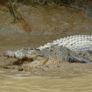 crocodile-kinabatangan-river-borneo.jpg
