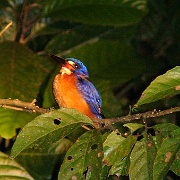 kingfisher-kinabatangan-river-borneo.jpg
