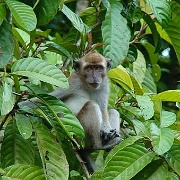 macaque-kinabatangan-river-borneo.jpg