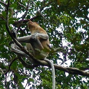 proboscis-monkey-kinabatangan-river-borneo.jpg