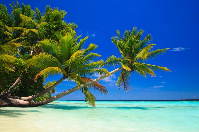 coconut-palms-maldives
