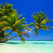 coconut-palms-maldives.jpg