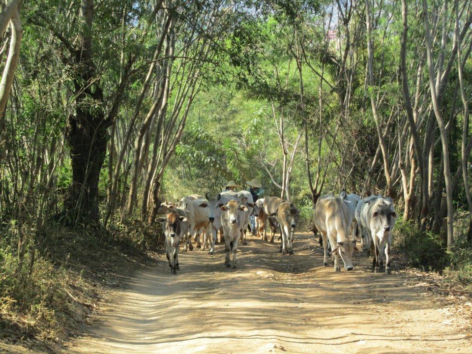 cattle-inle-lake-myanmar