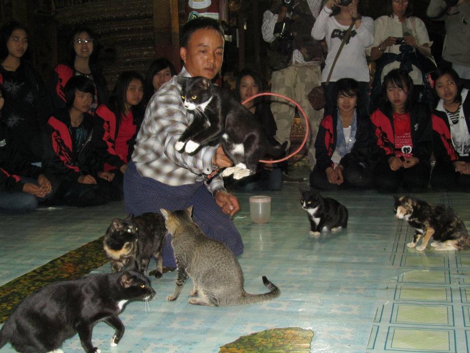 jumping-cat-monastery-inle-lake-myanmar