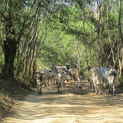cattle-inle-lake-myanmar.jpg
