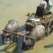 ox-cart-from-u-bein-bridge-myanmar.jpg