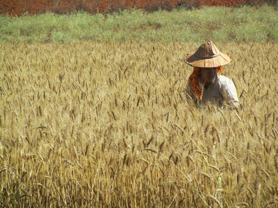 rice-field-worker-pindaya-myanmar