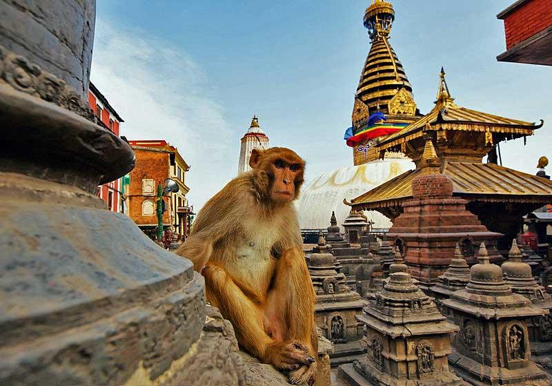 monkey-swayambhunath-stupa-kathmandu-nepal