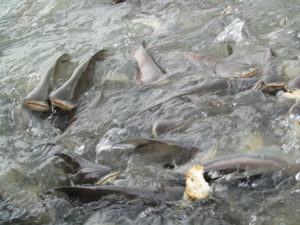 feed-catfish-bangkok-thailand