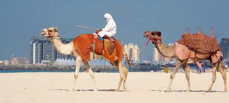 camels-on-jumeirah-beach-dubai