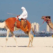 camels-on-jumeirah-beach-dubai.jpg