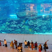 dubai-mall-aquarium.JPG