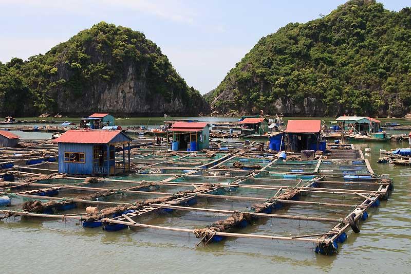 halong-bay-floating-fishing-village