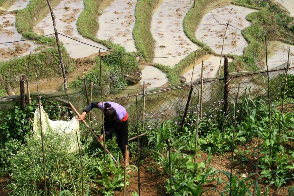 garden-beside-sapa-rice-terraces-vietnam