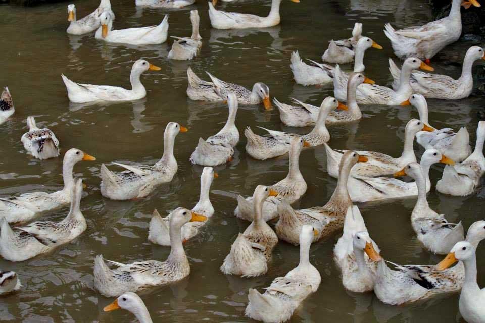 sapa-ducks-vietnam