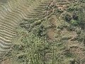 Sapa, rice terraces 130.jpg