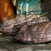 pigs-go-to-market-sapa-vietnam.jpg