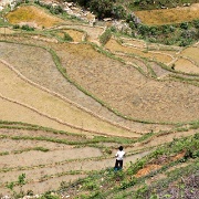 sapa-rice-terraces-vietnam-7.jpg