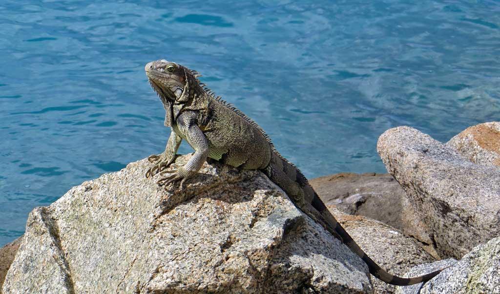 Iguana, Oranjestad, Aruba 7096