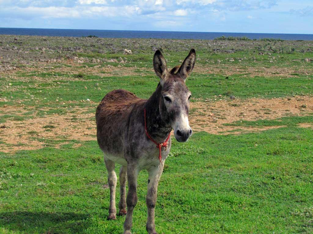Wild donkey, Aruba 28