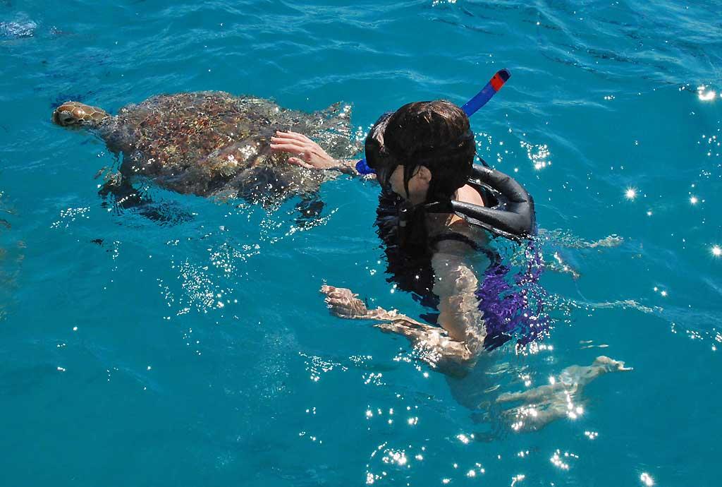 Turtle Encounter, Barbados 141