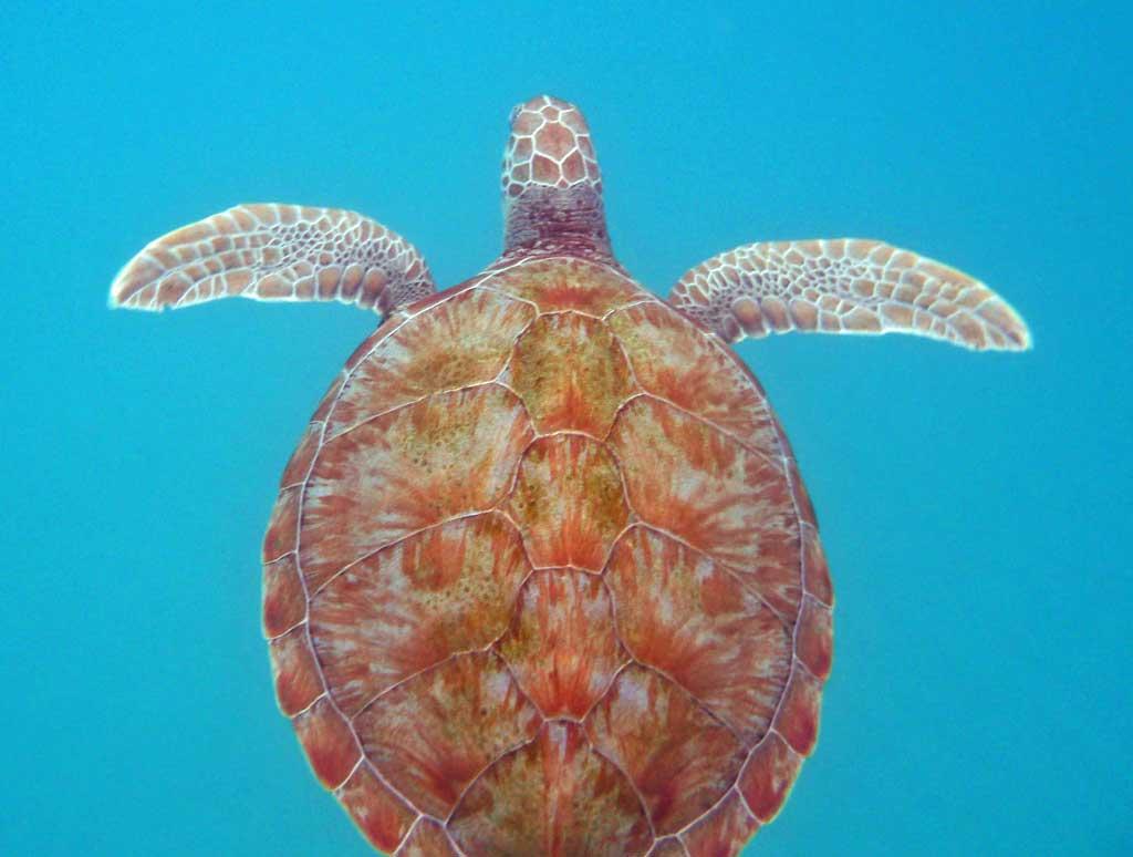 Turtle Encounter, Barbados 4