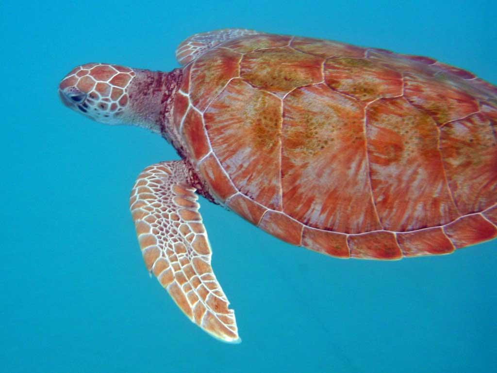 Turtle Encounter, Barbados 5
