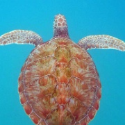 Turtle Encounter, Barbados 4.jpg