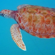 Turtle Encounter, Barbados 5.jpg