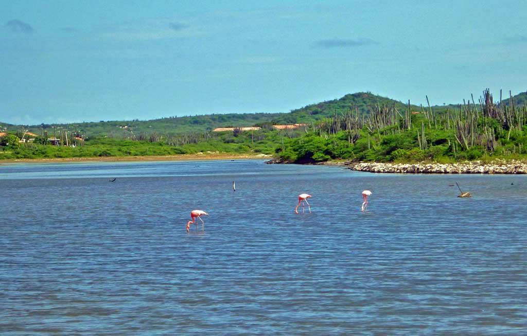 Flamingos, near Kralendijk, Bonaire 23
