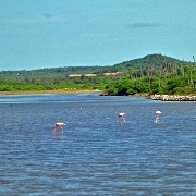 Flamingos, near Kralendijk, Bonaire 23.jpg