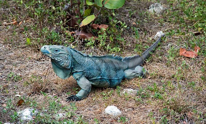 Blue iguana on Grand Cayman 5938521