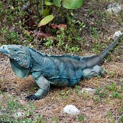 Blue iguana on Grand Cayman 5938521.jpg