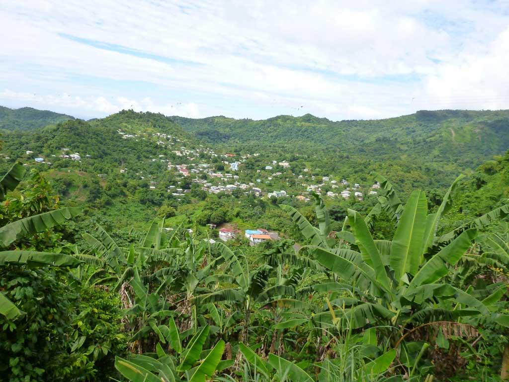Rainforest, Grenada 16