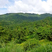 Rainforest, Grenada 17.JPG