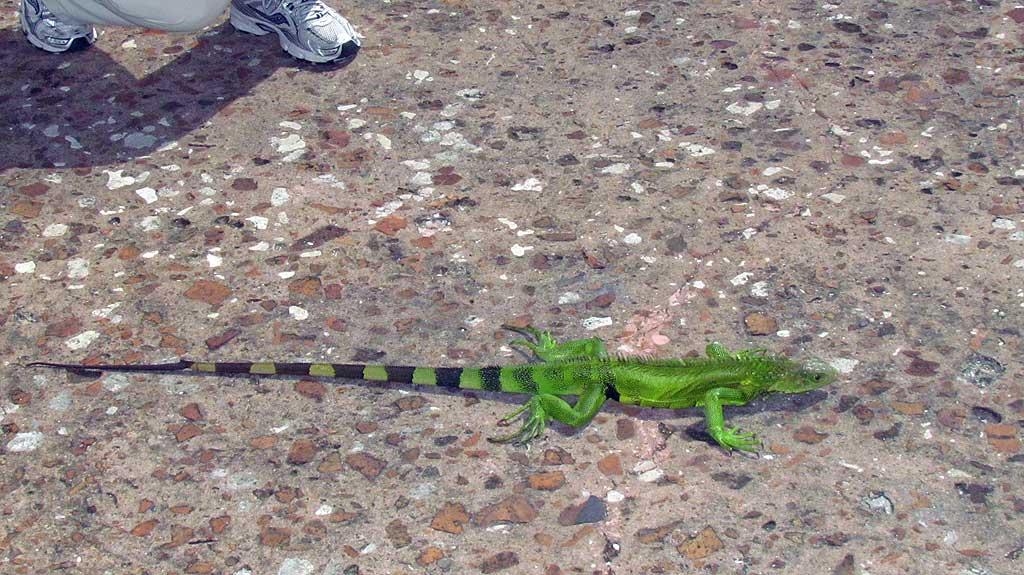 Lizard, Old San Juan  19