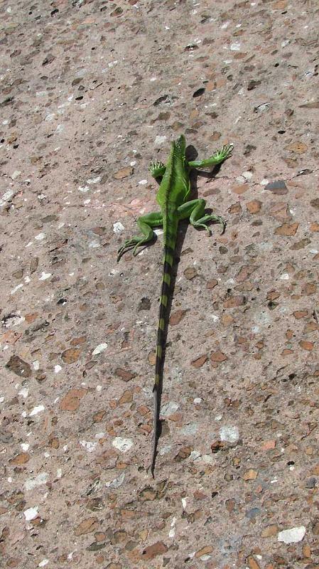 Lizard, Old San Juan 18