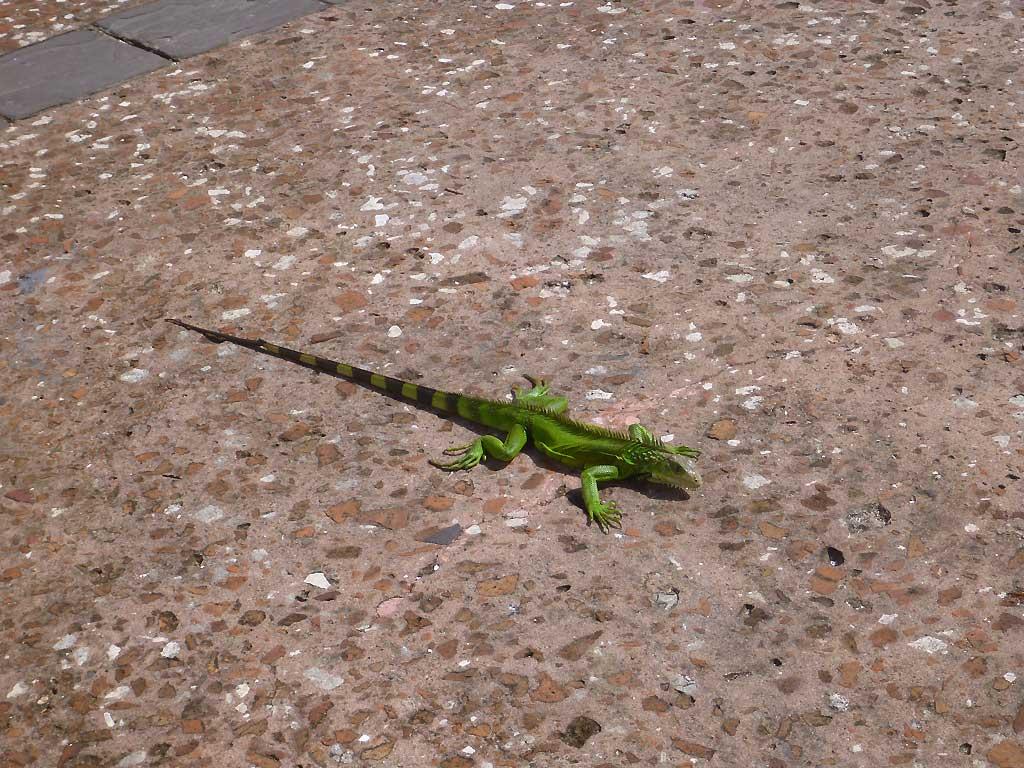 Lizard, Old San Juan 46