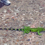Lizard, Old San Juan  19.JPG