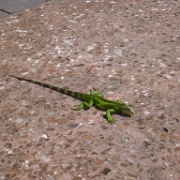 Lizard, Old San Juan 46.JPG