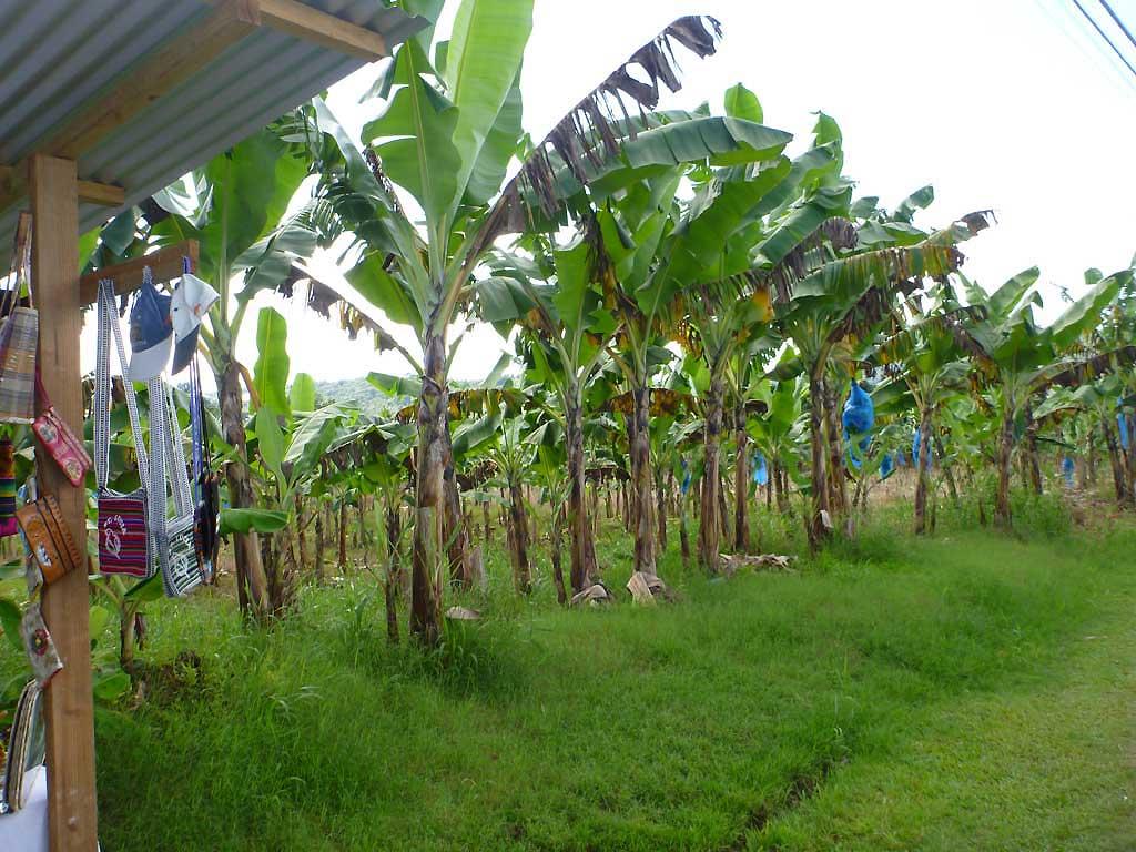 Banana plantation, St Lucia 15