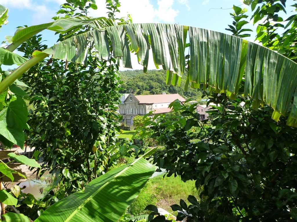Rainforest, St Lucia 16