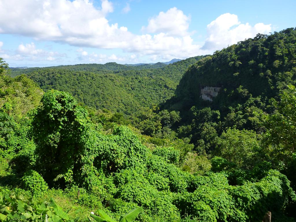 Rainforest, St Lucia 17