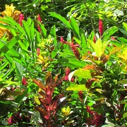 Diamond Botanical Garden, St Lucia 09.JPG