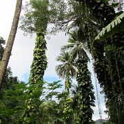 Diamond Botanical Garden, St Lucia 10.JPG