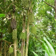 Diamond Botanical Garden, St Lucia 25.JPG
