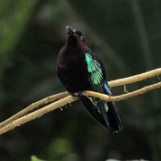 Hummingbird, Diamond Botanical Garden 11.JPG
