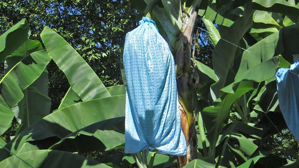 Banana plantation, Puerto Limon 7271