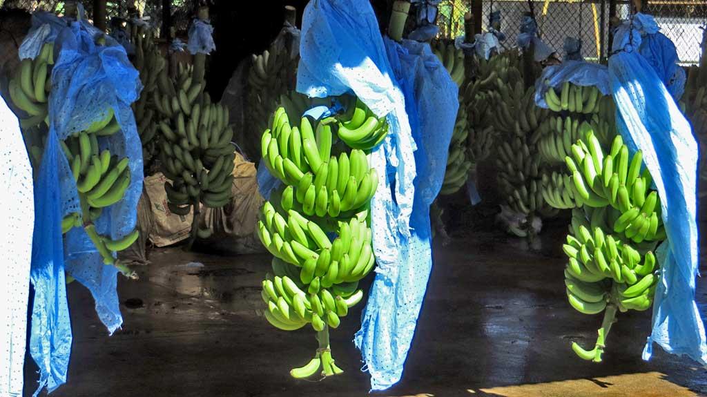 Banana plantation, Puerto Limon 7274